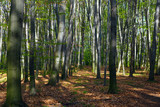 Fototapeta Las - in the woods