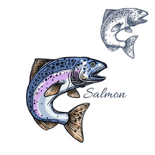 Salmon Fish Vector Isolated Sketch Icon