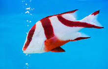 Emperor Red Snapper Fish On Blue Background