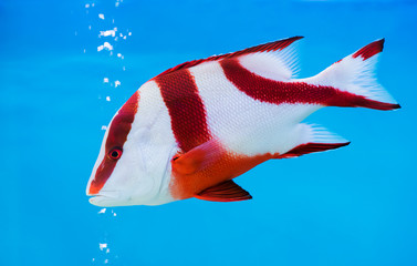 Emperor red snapper fish on blue background