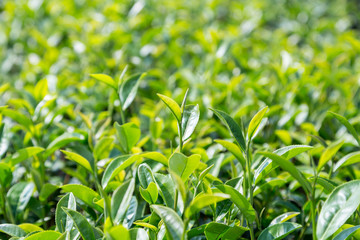 Wall Mural - green tea leave in field, close up