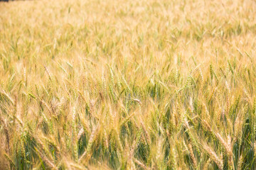 close up wheat field background