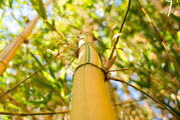 Poster - Bamboo trunk close up. Selective focus, shallow DOF