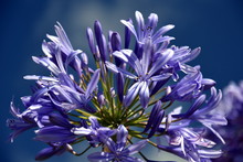 Closeup Photo Of Lily Of The Nile, Also Called African Blue Lily Flower, In Purple Blue Shade (Agapanthus Africanus) In Australia. Blue Agapanthus Flowering Plant In Summer Garden.