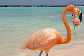 Obraz na płótnie wyspa karaiby zwierzę
