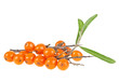 Sea buckthorn berries branch on a white background