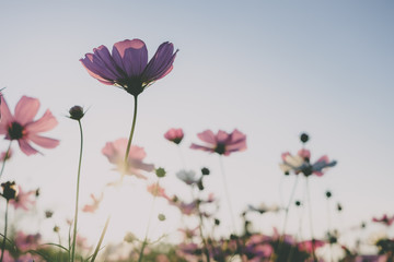 Wall Mural - Pink cosmos flower blooming with sunrise and blue sky background.Close up.Vintage tone