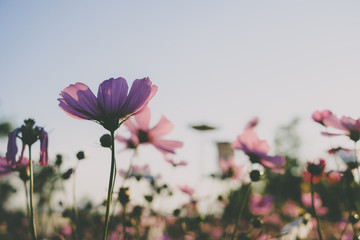 Wall Mural - Pink cosmos flower blooming with sunrise and blue sky background.Close up.Vintage tone