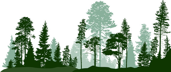 Wall Mural - high green pines in fir trees forest isolated on white