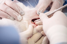 Dentist Vet Treated Teeth, The Animal Is Under Anesthesia In A Veterinary Clinic