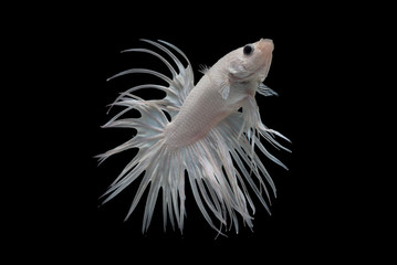 Poster - white crowntail betta fish