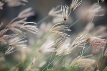 Autumn Reeds Grass Background Texture