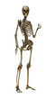 © photosvac - 3D Rendering Human Skeleton on White