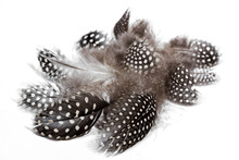 Black White Spotted Guine Fowl Feathers On White