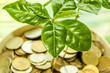 © 1599685sv - Green plant leaves on a background of money . The concept of the growth of financial investments