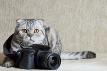 Gray Tabby Is Studying Camera