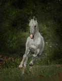 Fototapeta Konie - silver grey free horse runs free