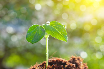 Poster - Sapling plant drip water bokeh sunshine.