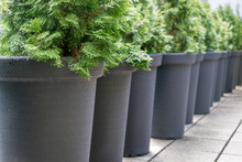 conifers /  Row with gray pots with conifers
