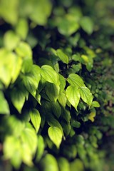 Wall Mural - Green leaves on black background