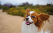 © everydoghasastory - Papillon dog in field with trail