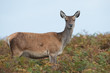 Red Deer Hind (Cervus elaphus)/Red Deer Hind in thick bracken