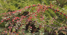  Barberry Of Tunberg  With Red  Berries