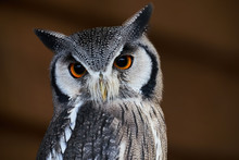 Owl , Southern White Faced