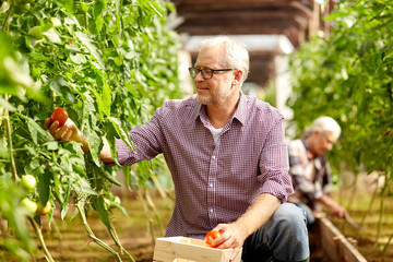 Canvas Print - old man picking tomatoes up at farm greenhouse