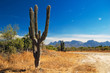 Cactus in the desert of Baja California