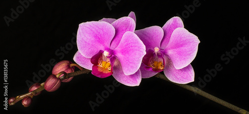 rozowa-orchidea-na-galazce-na-czarnym-tle