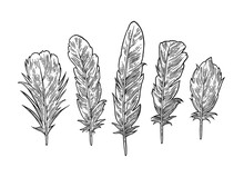 Set Feathers. Vintage Black Vector Engraving Illustration. Isolated White Background