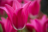 Fototapeta Tulipany - Tulips Springtime