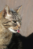 Fototapeta Koty - Domestic cat sticking its tongue out side view portrait
