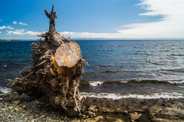 Sea Trunk