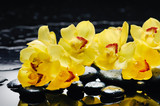Branch yellow orchid with therapy stones 