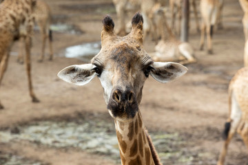 Wall Mural - giraffe