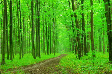   green forest