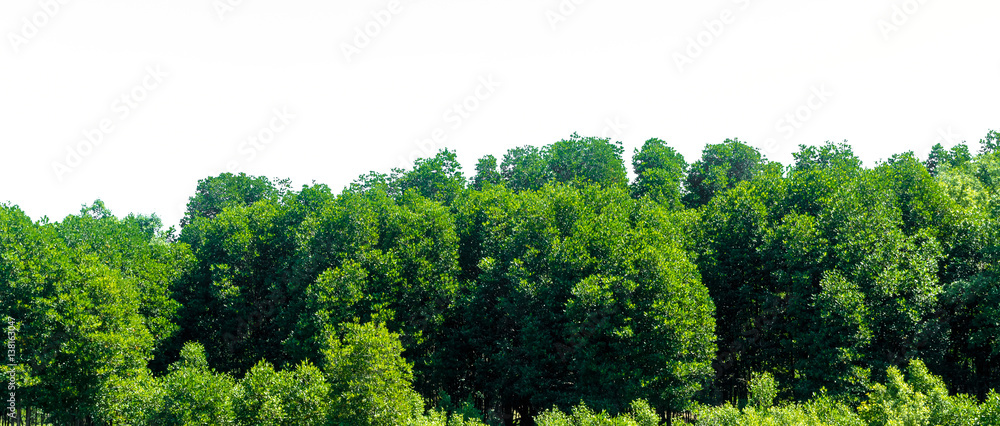 Green bush leaves tree forest isolated on white background - obrazy, fototapety, plakaty 