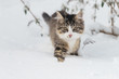 Housecat in the snow