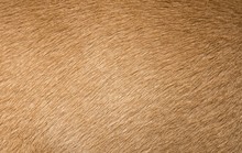 Brown Dog Fur Texture Or Background. Macro Shot.