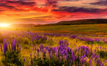 Wonderful Nature Landscape. Dramati Sky With Clouds Gloving In Sunkight. Over The Blossoming Lupine Flowers In The Meadow. Picturesque Amazing View.