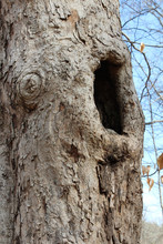 Old Tree With Large Dark Knot Hole
