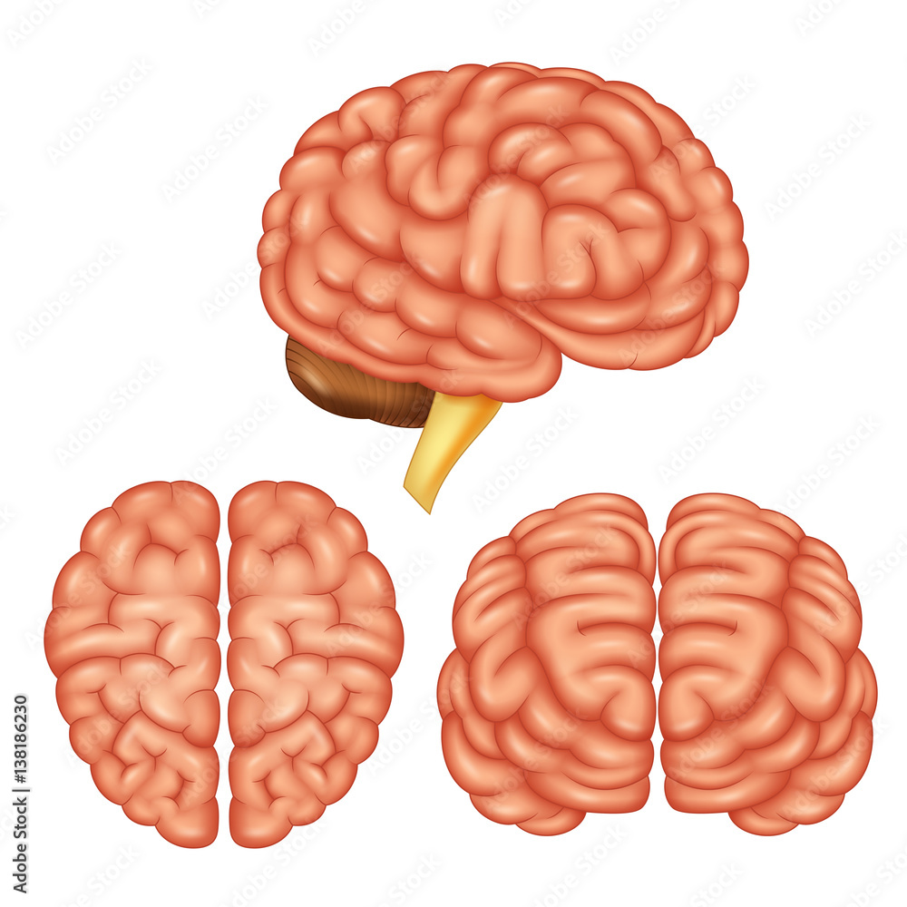 Human brain anatomy. Vector illustration Stock Vector | Adobe Stock