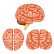 Human brain anatomy. Vector illustration