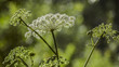 Hemlock Spotted - toxic biennial herbaceous plant of the family Umbrella