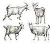 sketch of goat drawn by hand. livestock. animal grazing