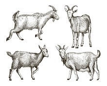 Sketch Of Goat Drawn By Hand. Livestock. Animal Grazing