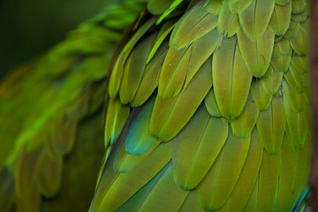 Poster - Green military macaw (Ara militaris)