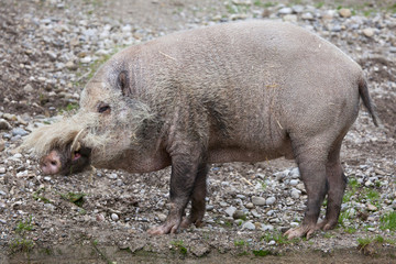 Wall Mural - Bornean bearded pig (Sus barbatus)